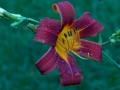 backyardlily-jpg