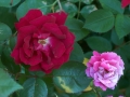 redrosepinkrose-jpg