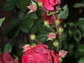 roses-jpg